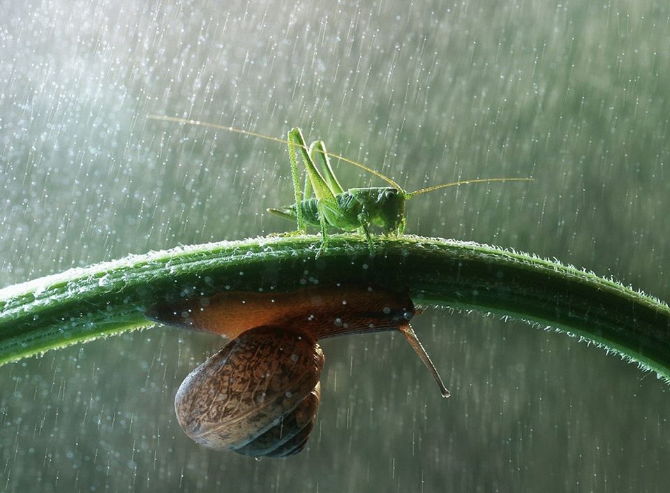 La pluie d’humilité