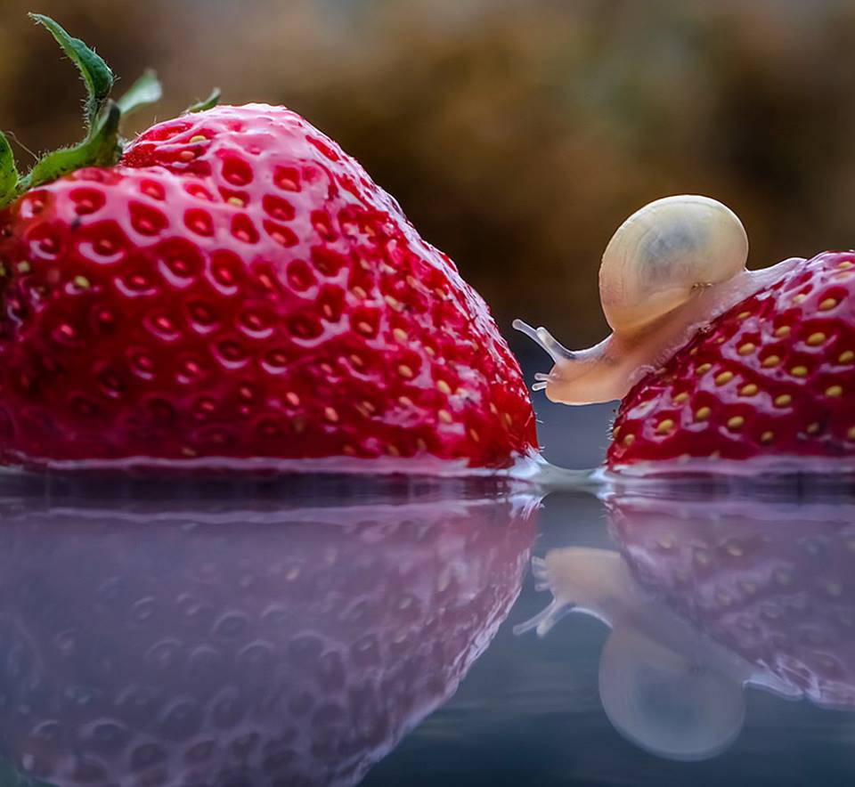Monture fraise