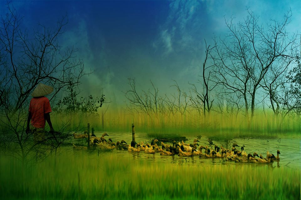 Les canards verts