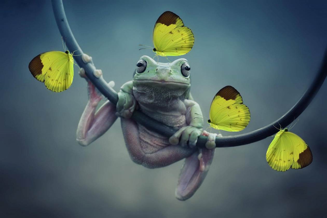 La grenouille et les papillons
