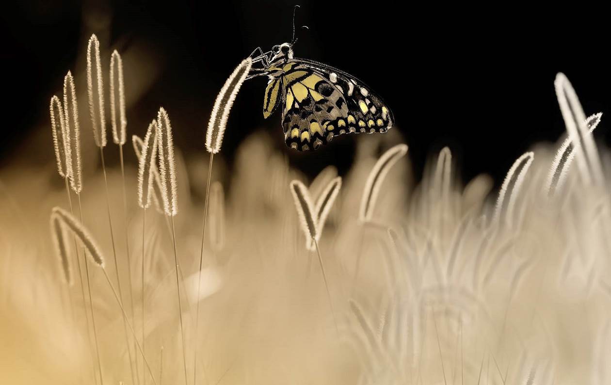 La manne lumineuse
