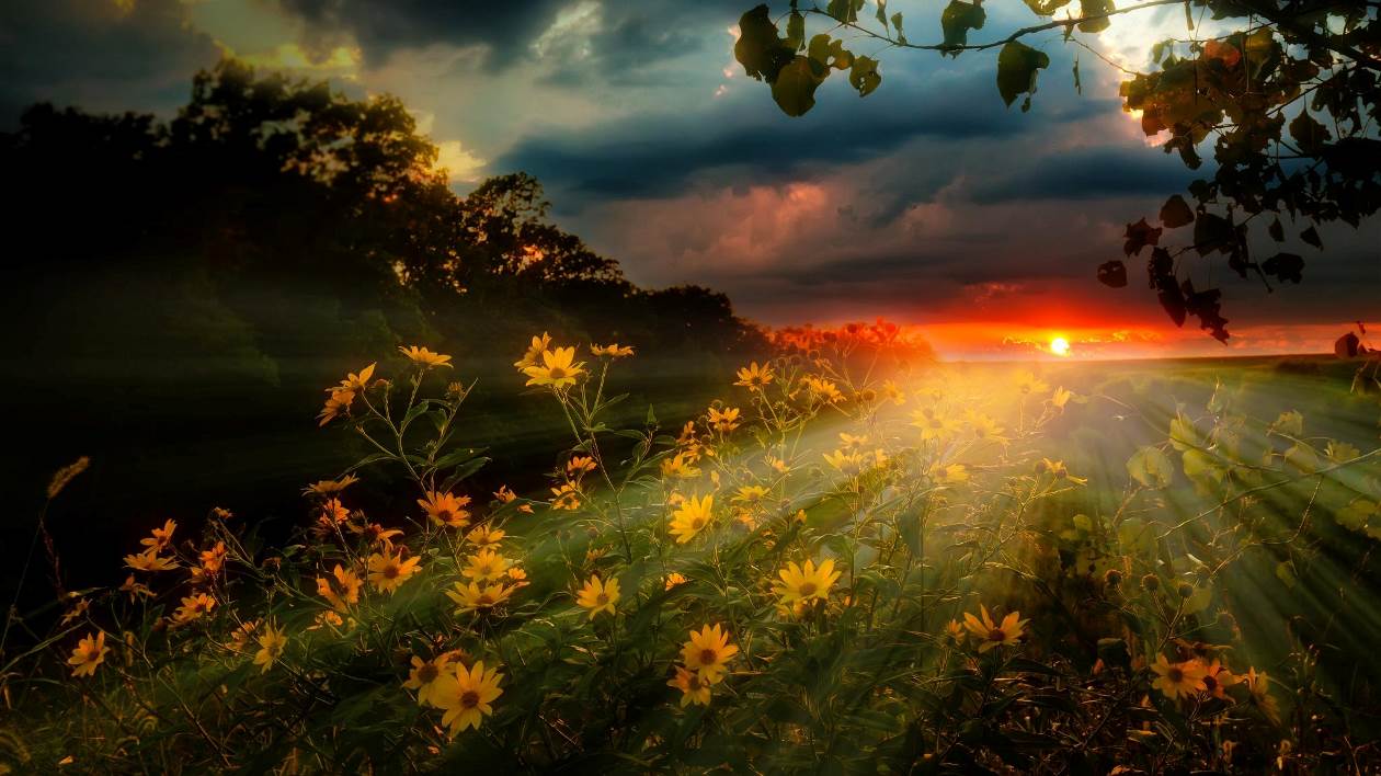 La chaîne des fleurs - 2