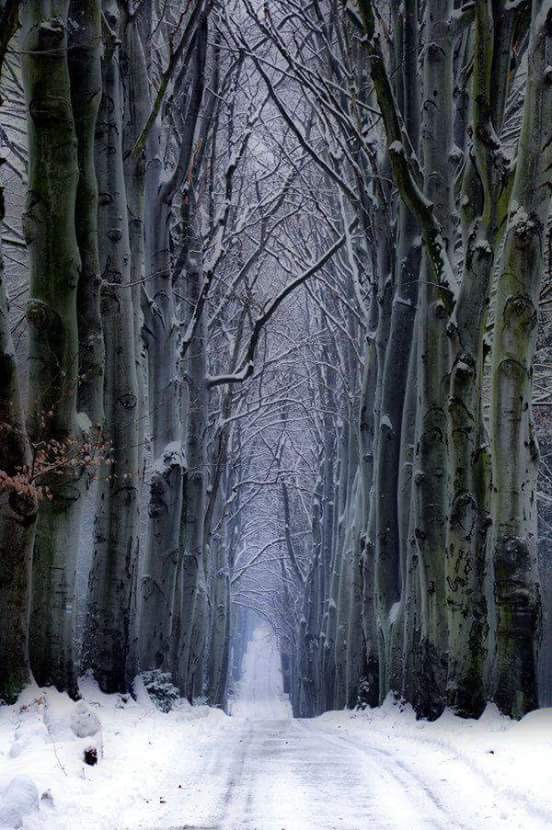 Les arbres de minuit