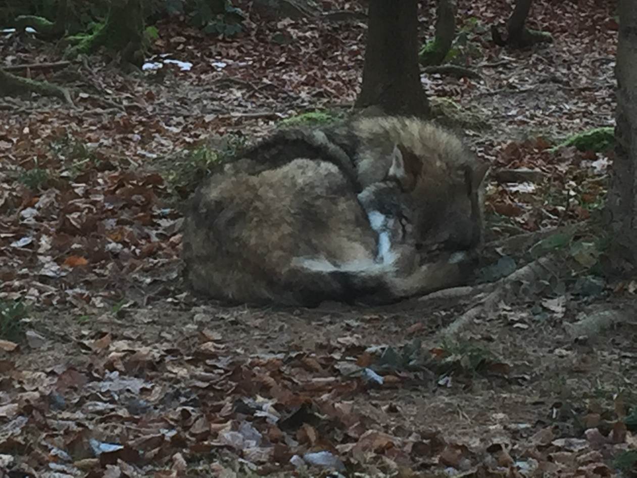En quête du loup