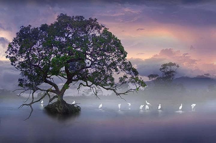 Le lac des signes