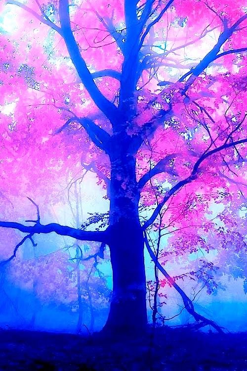 L’arbre aux anniversaires