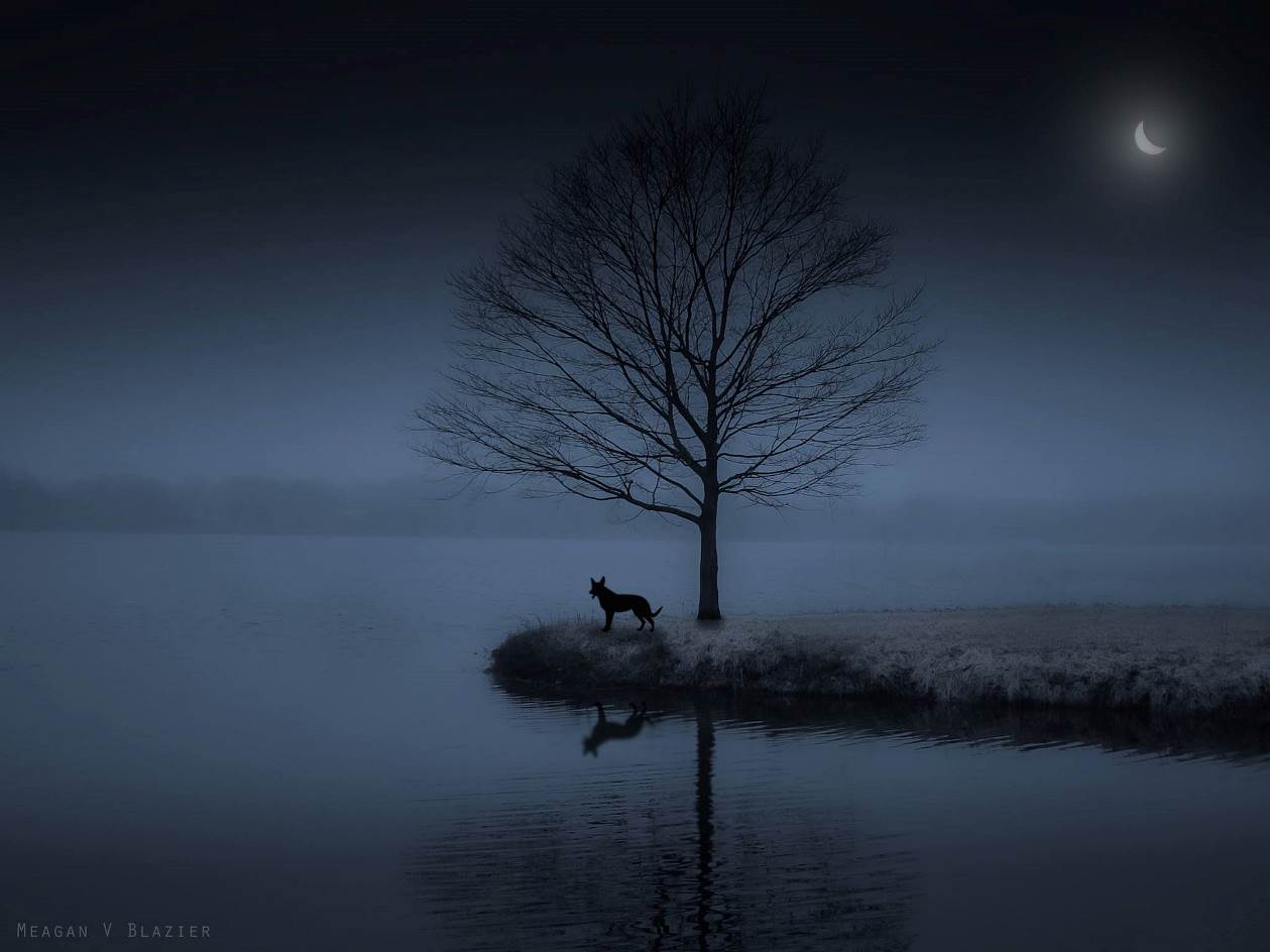 Le chien sous la lune