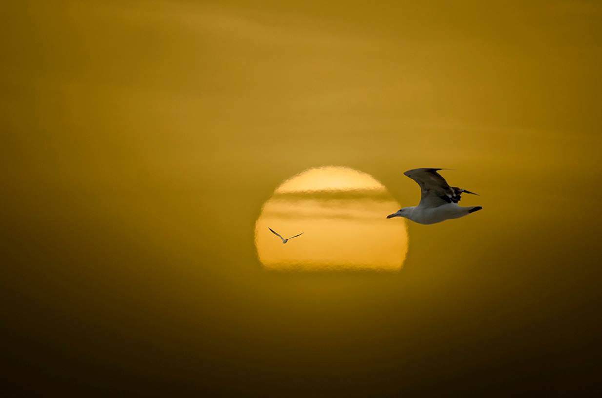 L’oiseau facétieux
