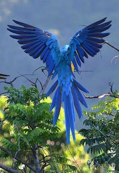 L’oiseau d’Homélie
