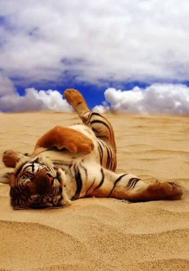 Un tigre dans mon cœur