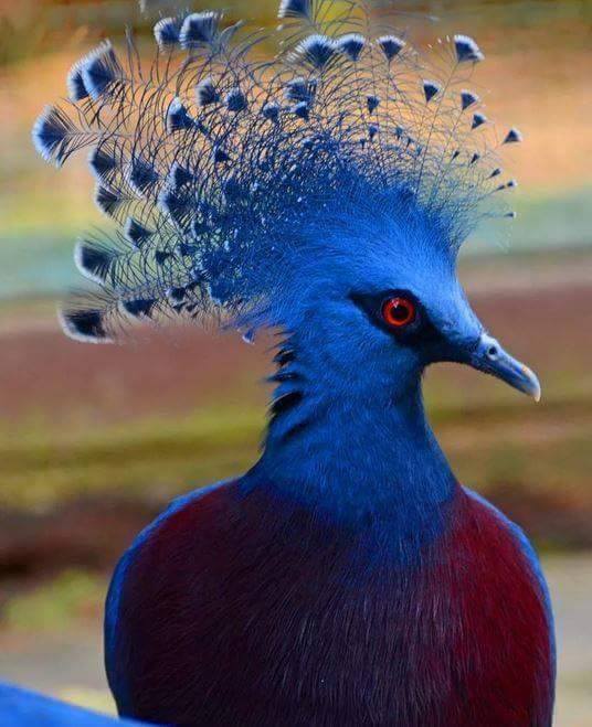 L’oiseau en question
