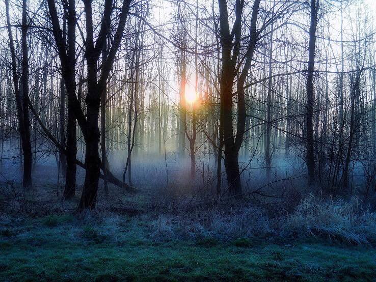 La forêt est arrivée