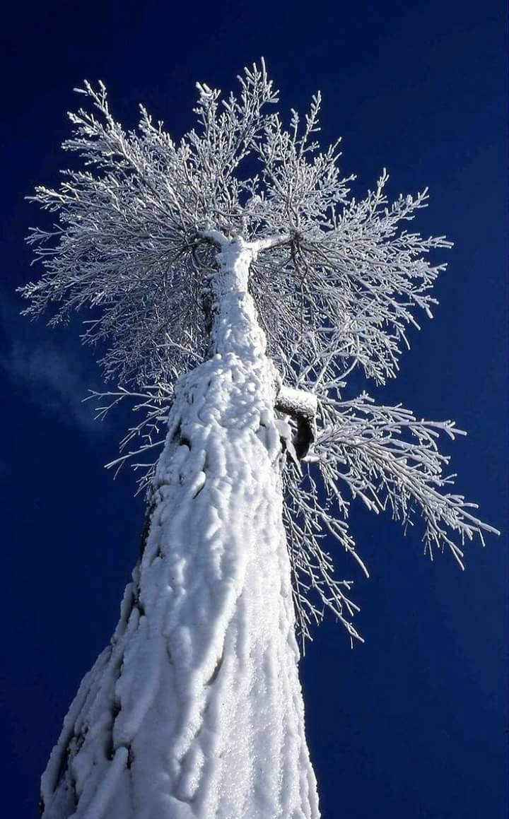 L’arbre du solstice