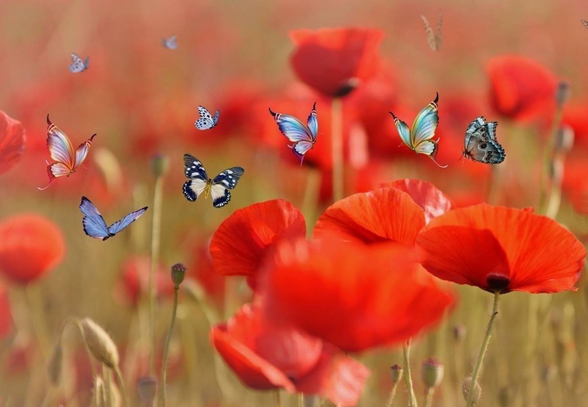 Fête des fleurs & papillons