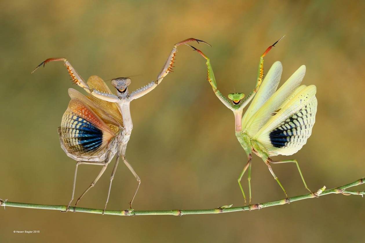 La danse papillon