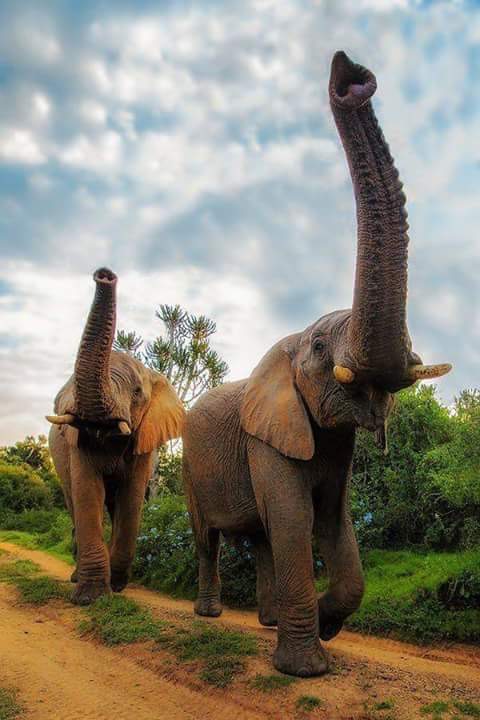 Sonnez de l’éléphant