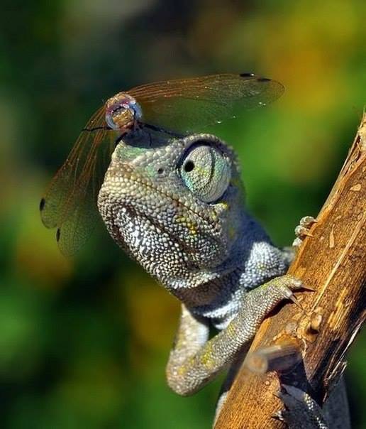 Entre dragons