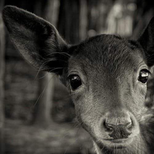 La biche aux abois