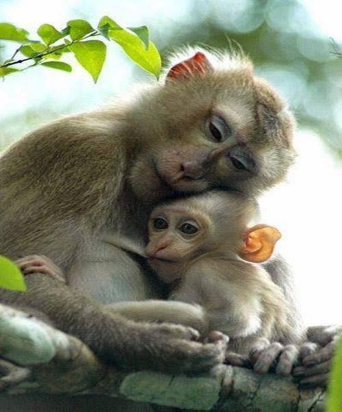 L'année du singe