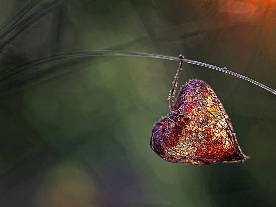 La feuille aux secrets