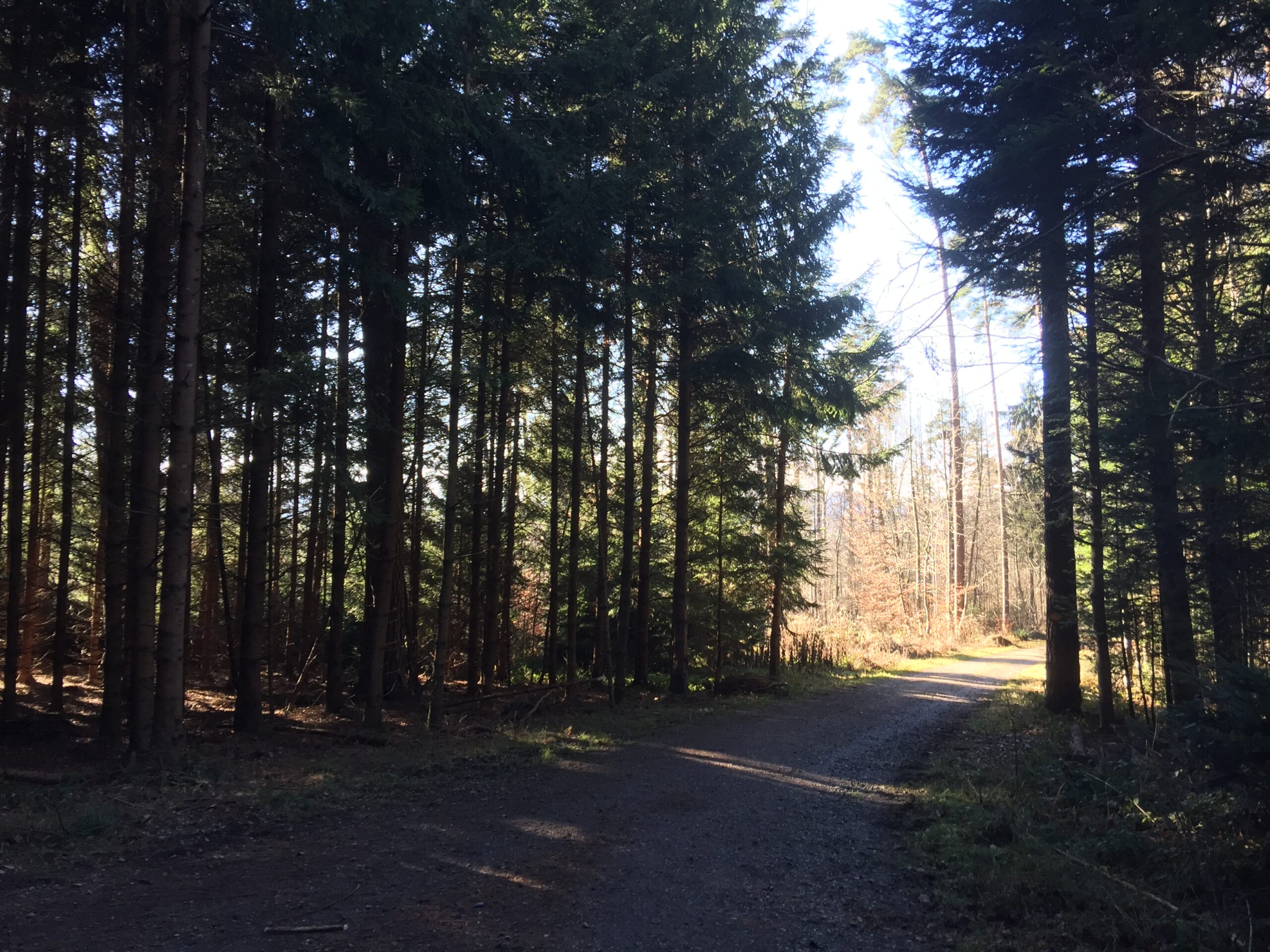 Au sortir de la forêt