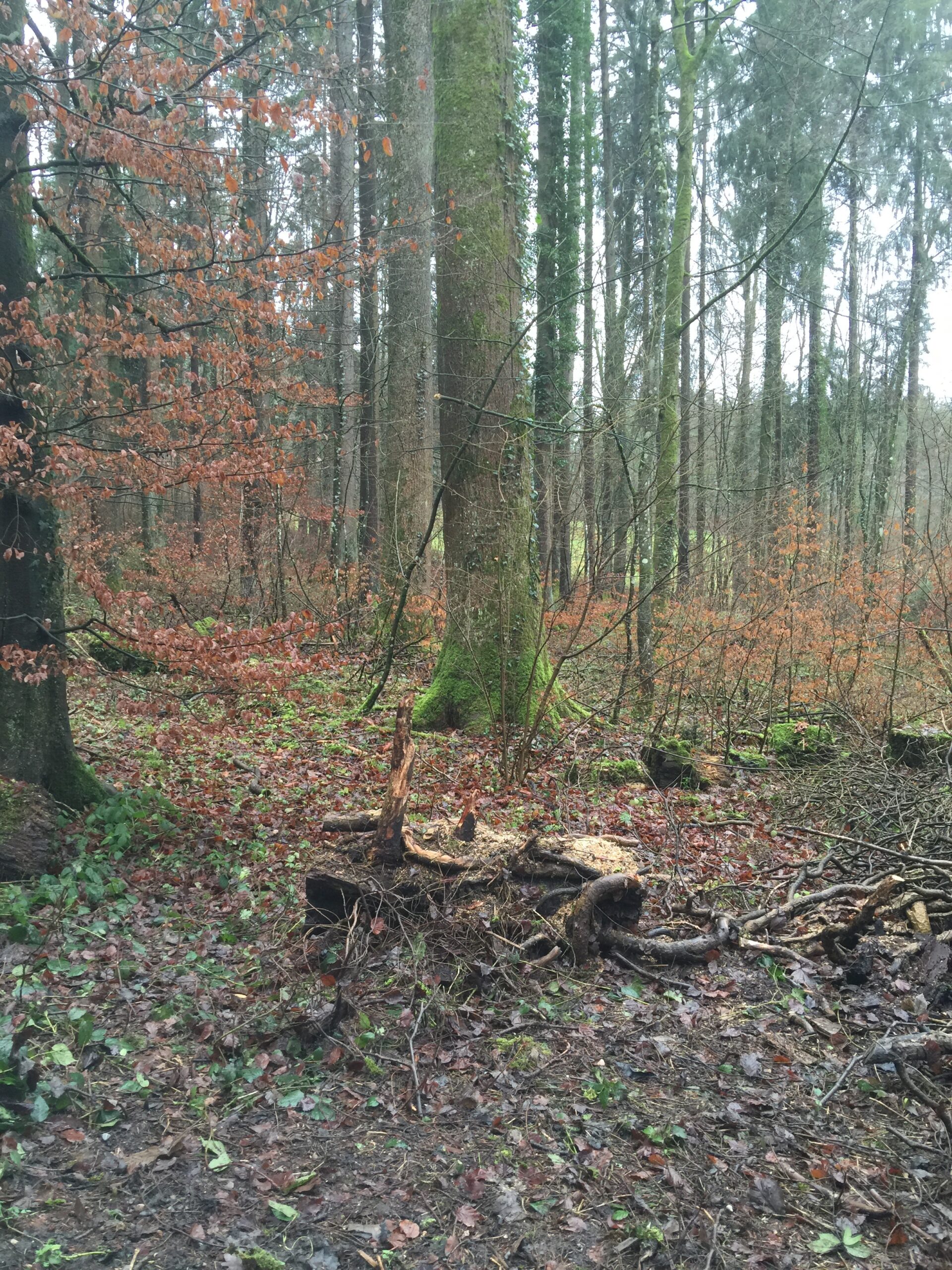 Ma nature allaitante