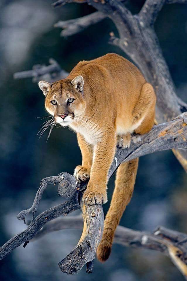 L’invitation du puma