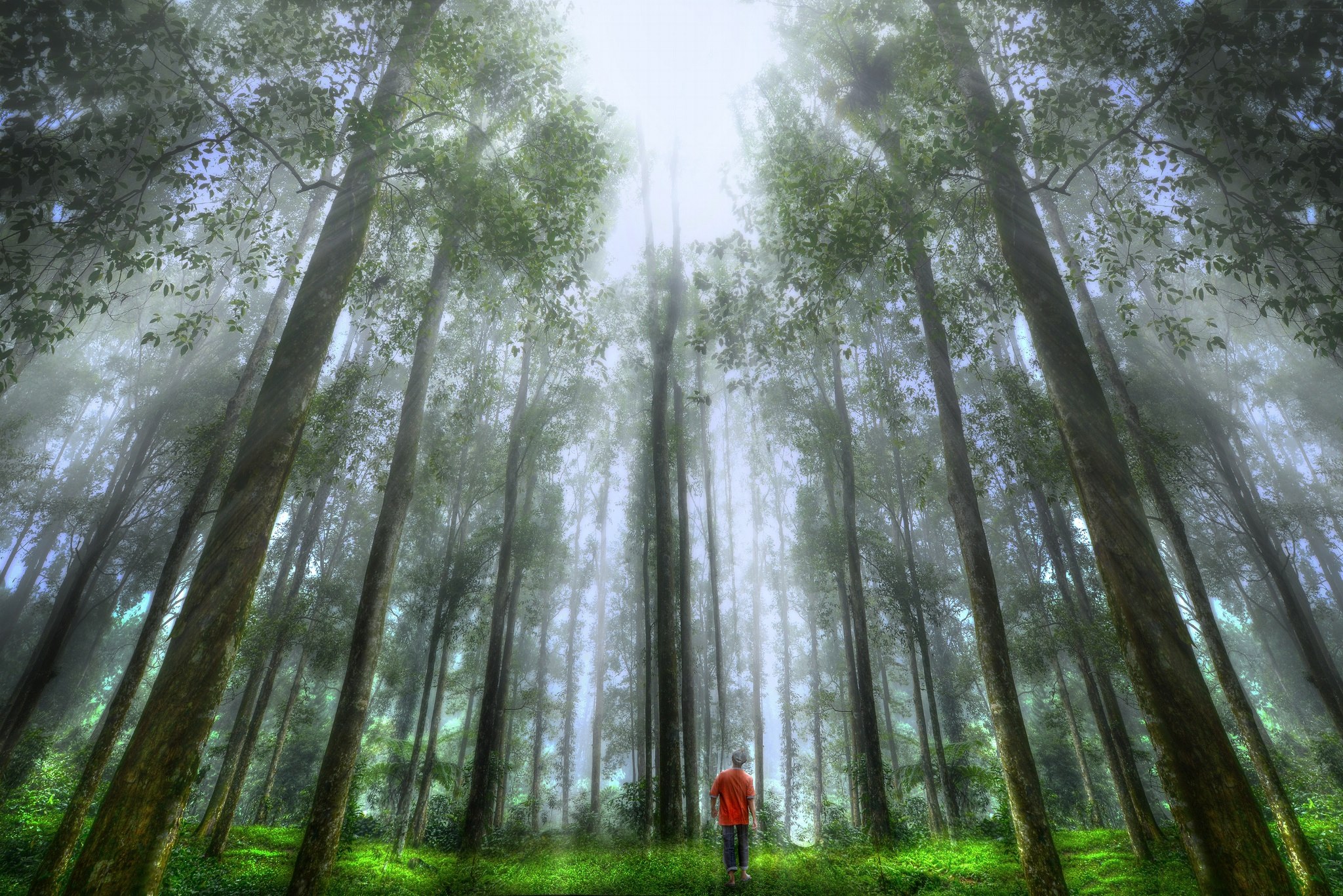 Chaque année, un arbre