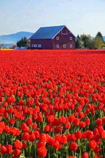 Et les tuliperaies