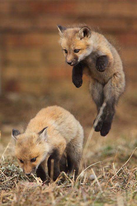 Saute-renard
