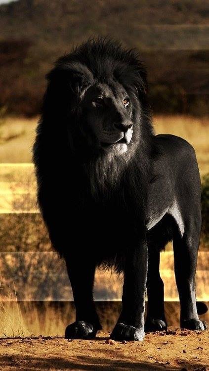 Lion noir