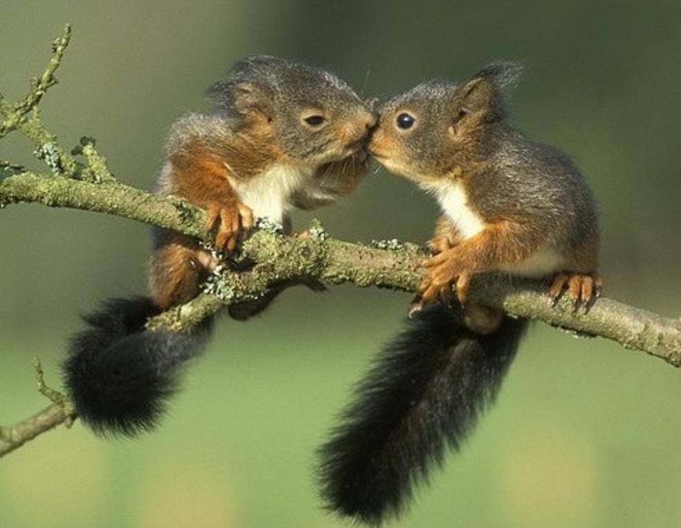 Les petits bisous du matin