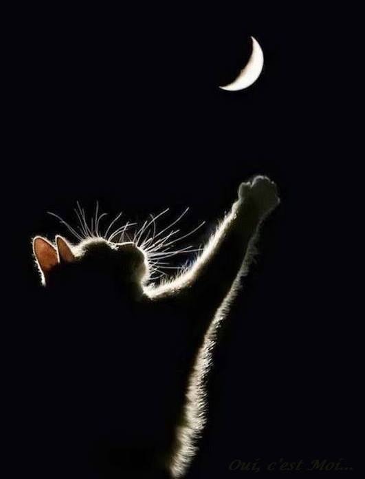 Garou-Minette