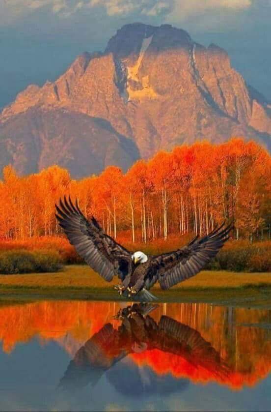L’aigle évolutif