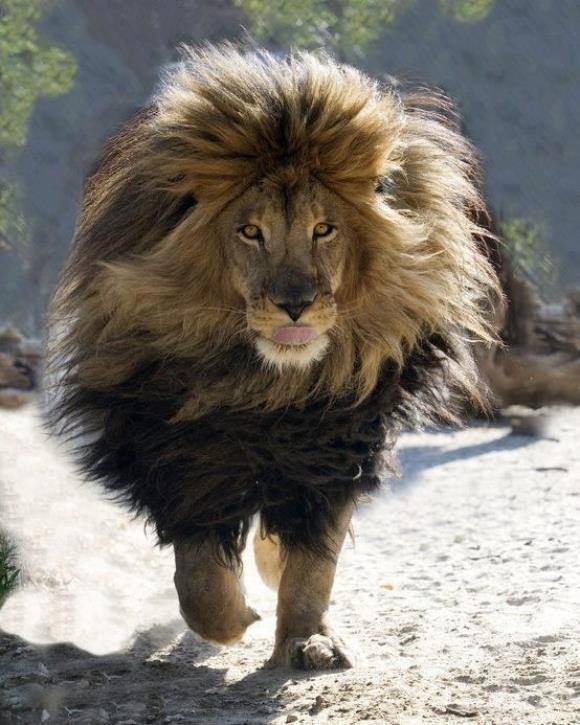 Le lion rock’n’roll