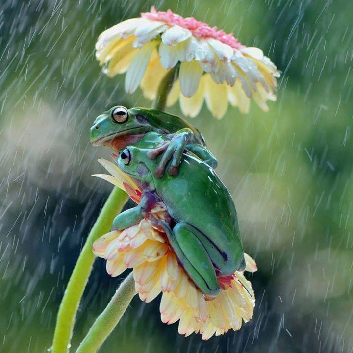 Les grenouilles s’ennuient