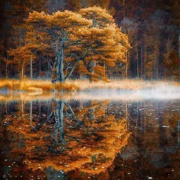 La beauté nue des forêts