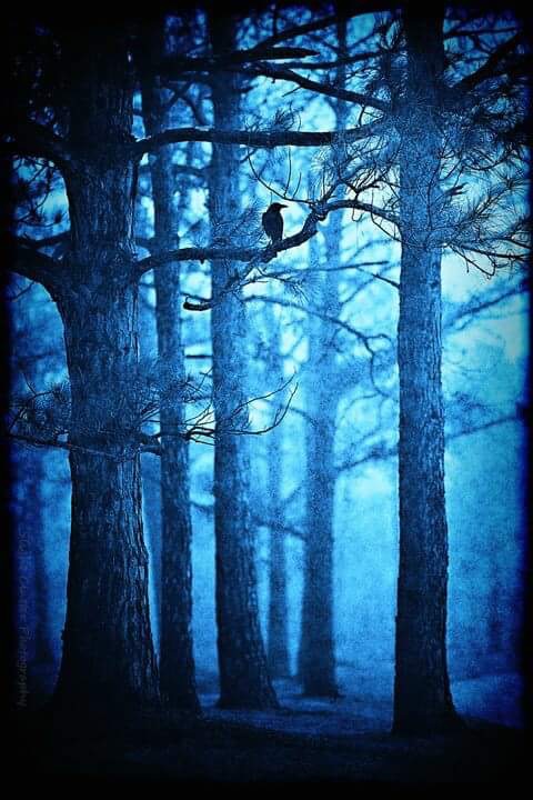Le corbeau bleu et le renard bluffé