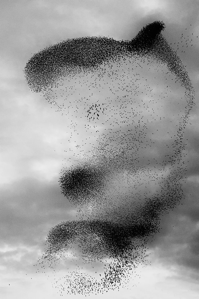 L’expression des oiseaux