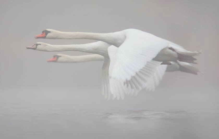 L’escadrille des oies