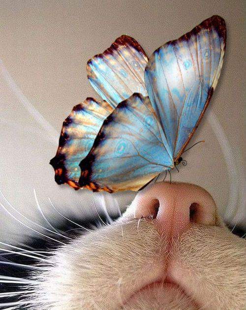 L’année papillon