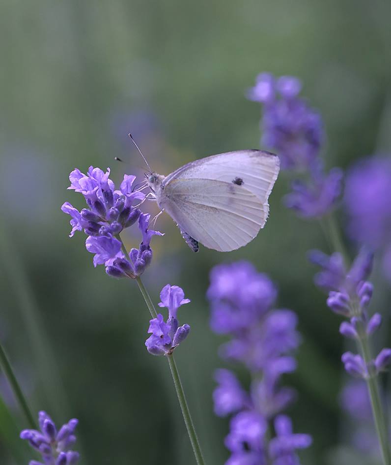 Papillon de nuit voilée