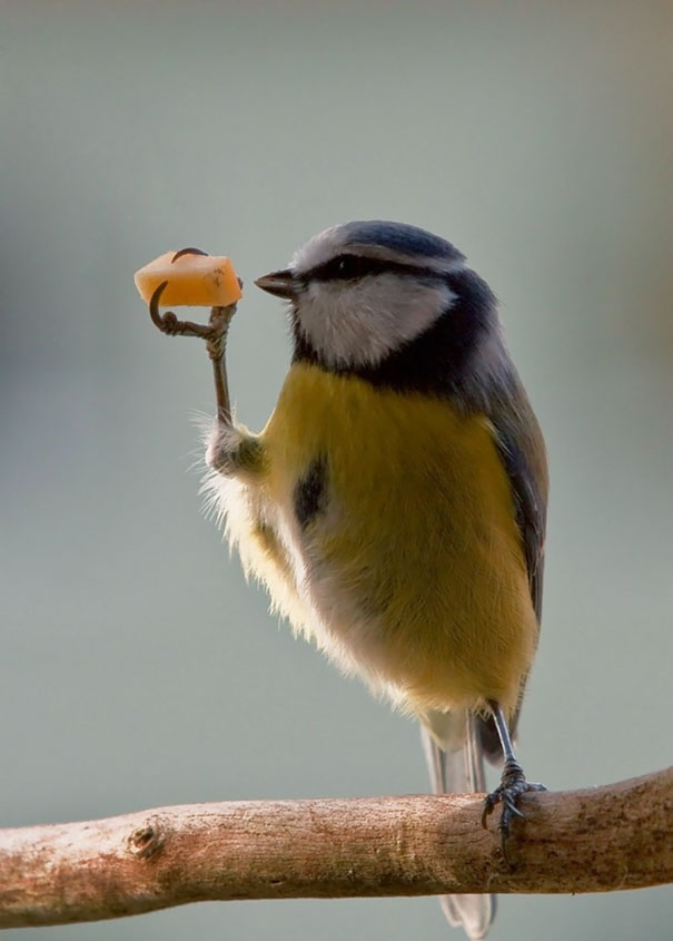 Manger ou ne pas manger ?