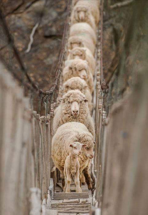 Les moutons du temps