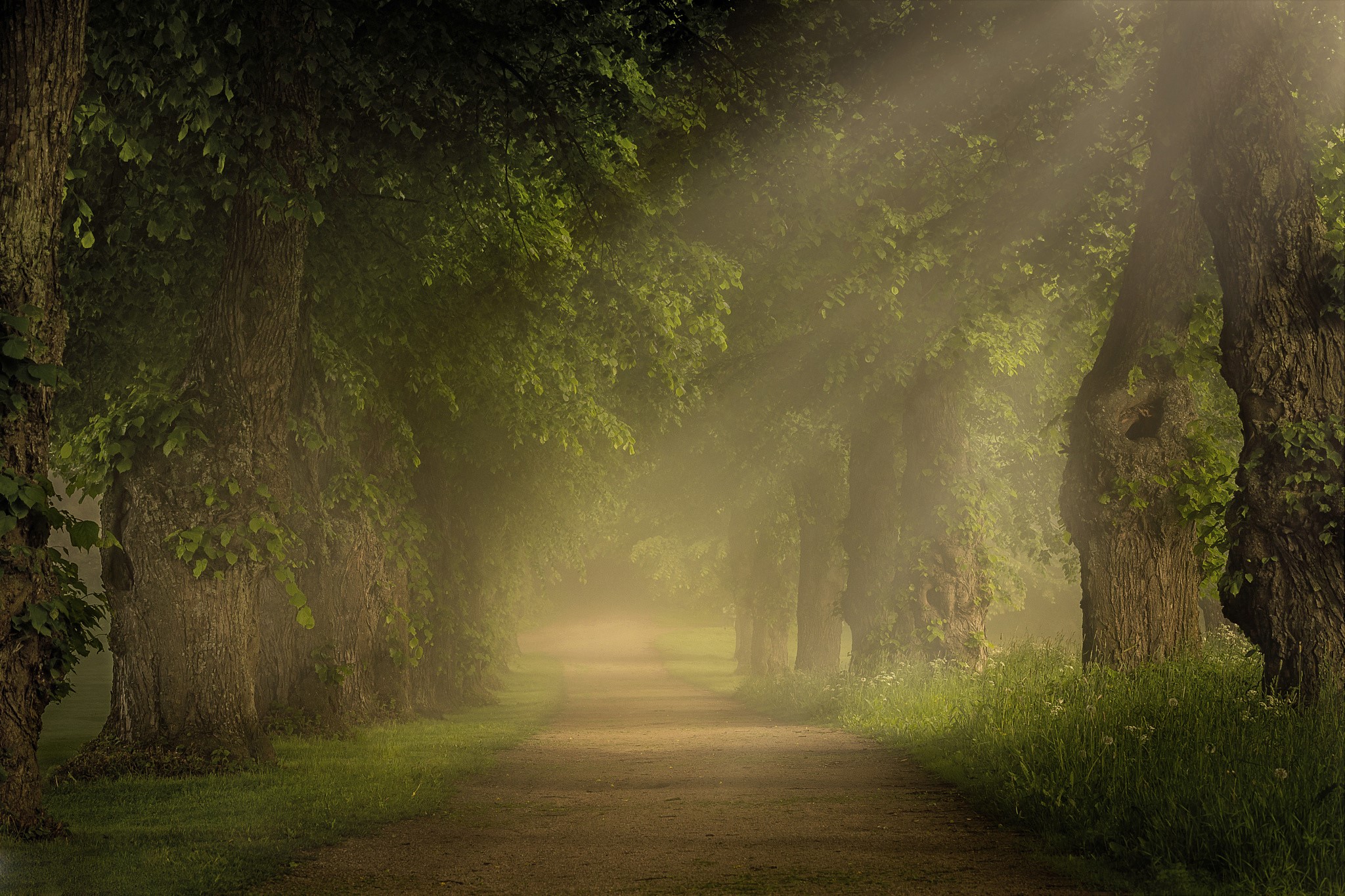 Le chemin de poussière