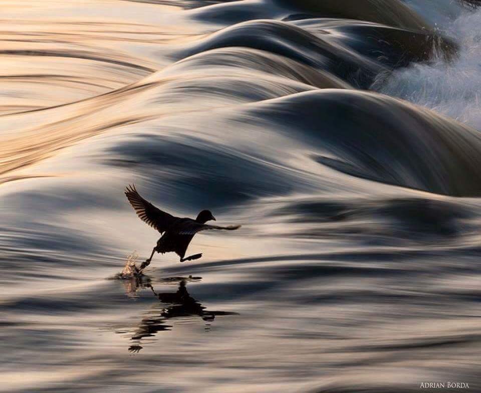 Comme une demoiselle en tutu