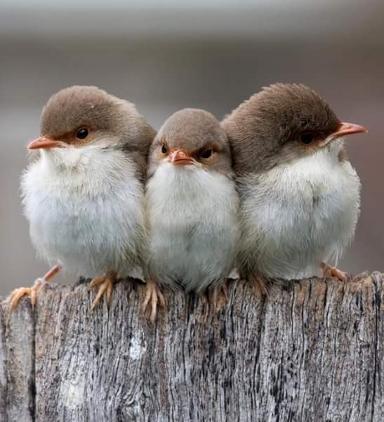 Trois petits oiseaux