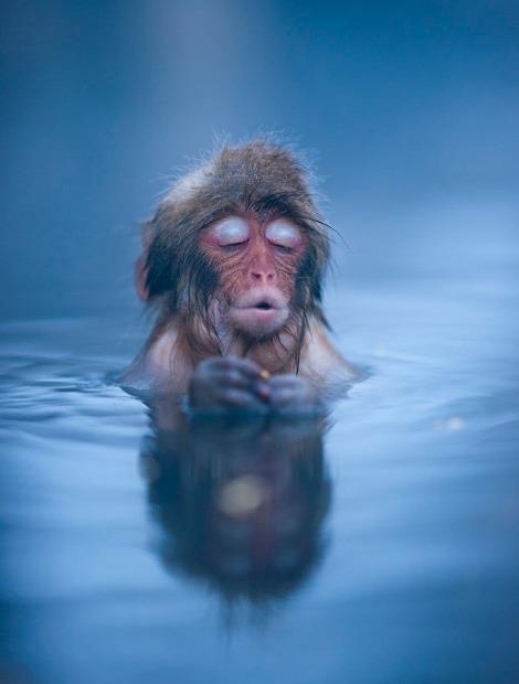 Le poisson-singe