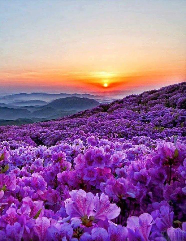 Mes nuits en rose