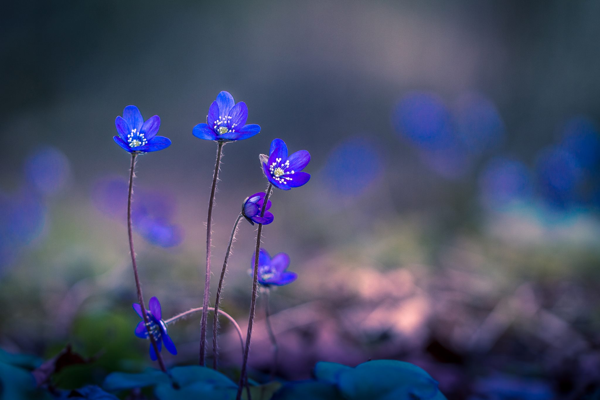 L’offrande bleue